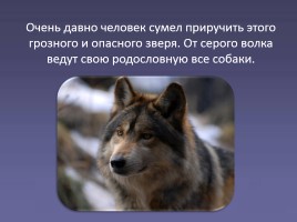 Дикие животные «Волк», слайд 3