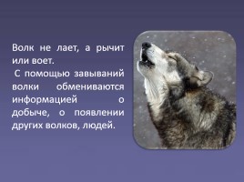 Дикие животные «Волк», слайд 4