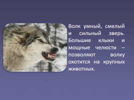 Дикие животные «Волк», слайд 5