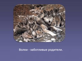 Дикие животные «Волк», слайд 8