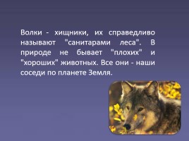 Дикие животные «Волк», слайд 9