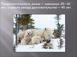 Белый медведь, слайд 10