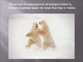 Белый медведь, слайд 7