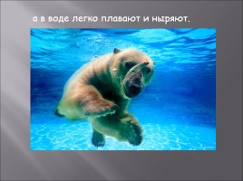 Белый медведь, слайд 8