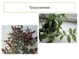 Проект «Комнатные растения нашего класса», слайд 6