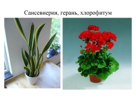 Проект «Комнатные растения нашего класса», слайд 8