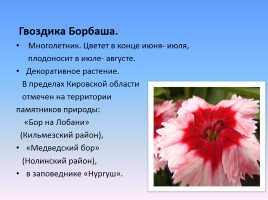 Проект «Животные и растения Кировской области, которые занесены в Красную книгу России», слайд 11