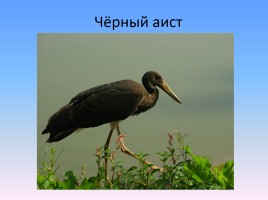 Проект «Животные и растения Кировской области, которые занесены в Красную книгу России», слайд 16