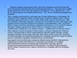 Проект «Животные и растения Кировской области, которые занесены в Красную книгу России», слайд 19