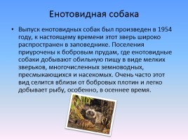 Проект «Животные и растения Кировской области, которые занесены в Красную книгу России», слайд 20