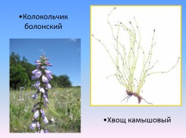 Проект «Животные и растения Кировской области, которые занесены в Красную книгу России», слайд 7