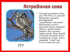 Викторина «Птицы Красной книги Среднего Урала», слайд 11