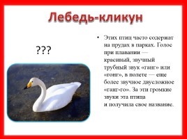 Викторина «Птицы Красной книги Среднего Урала», слайд 15