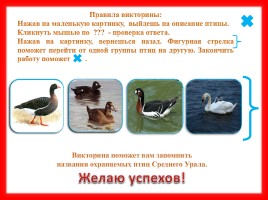 Викторина «Птицы Красной книги Среднего Урала», слайд 3