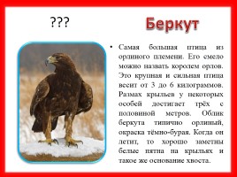 Викторина «Птицы Красной книги Среднего Урала», слайд 4