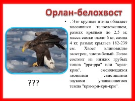 Викторина «Птицы Красной книги Среднего Урала», слайд 6