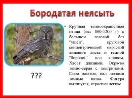 Викторина «Птицы Красной книги Среднего Урала», слайд 8