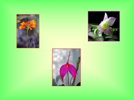 Семейство Орхидные (ятрышниковые), слайд 15