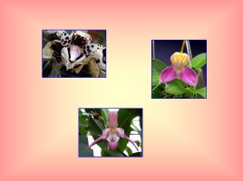 Семейство Орхидные (ятрышниковые), слайд 2