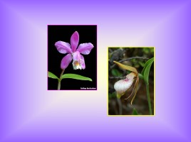 Семейство Орхидные (ятрышниковые), слайд 22