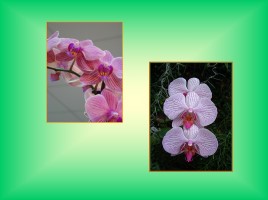 Семейство Орхидные (ятрышниковые), слайд 26