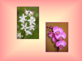 Семейство Орхидные (ятрышниковые), слайд 32