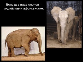 Слоны, слайд 13