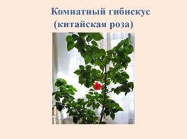 Исследовательская работа «Растения нашего класса - польза или вред», слайд 10