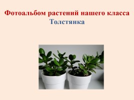 Исследовательская работа «Растения нашего класса - польза или вред», слайд 5