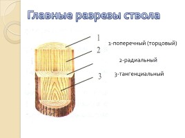 Урок по технологии 5 класс «Древесина - природный конструкционный материал», слайд 10