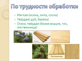 Урок по технологии 5 класс «Древесина - природный конструкционный материал», слайд 11