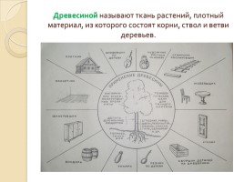 Урок по технологии 5 класс «Древесина - природный конструкционный материал», слайд 2