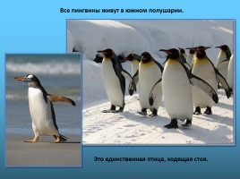 Урок изобразительного искусства «Пингвины», слайд 4