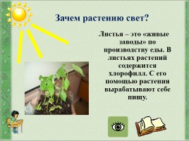 Проект «Условия процесса выращивания фасоли», слайд 12