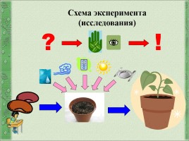 Проект «Условия процесса выращивания фасоли», слайд 4