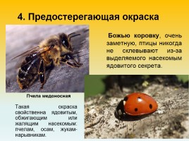 Приспособленность организмов к условиям внешней среды как результат действия естественного отбора, слайд 10
