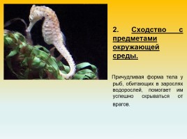 Приспособленность организмов к условиям внешней среды как результат действия естественного отбора, слайд 5