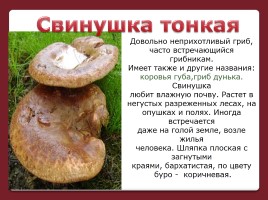 Осторожно! Ядовитые грибы, слайд 12