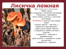 Осторожно! Ядовитые грибы, слайд 14