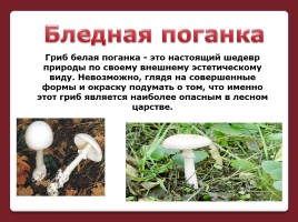 Осторожно! Ядовитые грибы, слайд 3