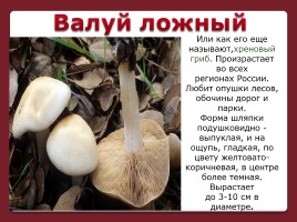 Осторожно! Ядовитые грибы, слайд 6