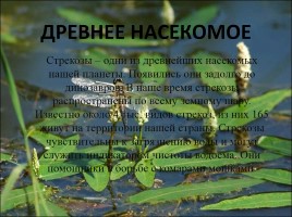 Проект «Насекомые», слайд 38