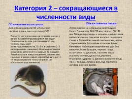 Животные Межевских лесов Костромской области, слайд 13