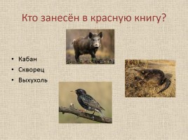 Животные Межевских лесов Костромской области, слайд 18