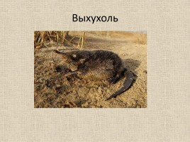 Животные Межевских лесов Костромской области, слайд 19
