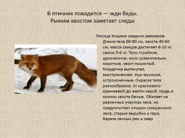 Животные Межевских лесов Костромской области, слайд 2