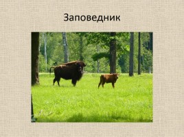 Животные Межевских лесов Костромской области, слайд 21