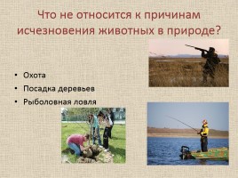 Животные Межевских лесов Костромской области, слайд 22