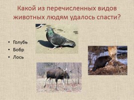 Животные Межевских лесов Костромской области, слайд 24