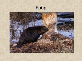 Животные Межевских лесов Костромской области, слайд 25